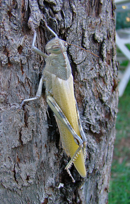 La muta della  Anacridium aegyptium